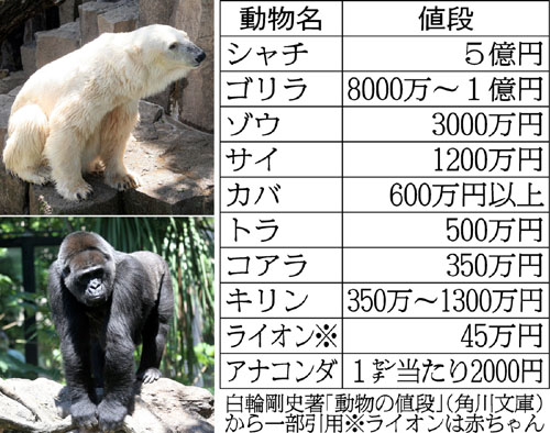 ホッキョクグマは１６００万円 世界の動物の お値段 は 日刊ゲンダイdigital