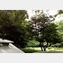 うっそうと繁る代々木公園／（Ｃ）日刊ゲンダイ