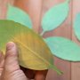 【Ｌｅａｆ（リーフ）】室温の変化が葉の色でわかる