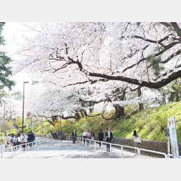 桜の開花情報が転機（Ｃ）日刊ゲンダイ
