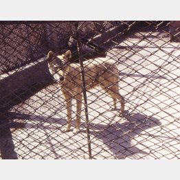 中国・ハルビン動物園のオオカミ（Ｃ）日刊ゲンダイ