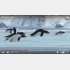 ペンギンが…（ユーチューブから）