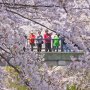 正真正銘の自然体 日本の春「桜」が体現する本当のスター