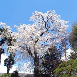 田中本家博物館内の枝垂れは樹齢２５０年（Ｃ）日刊ゲンダイ