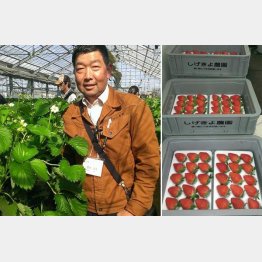 イチゴ農園を経営する重清信夫さん（Ｃ）日刊ゲンダイ