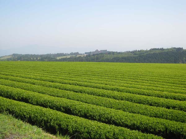 ドローンの利用を始める大分県臼杵市の茶畑(提供写真)