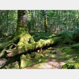 白駒の池周辺の苔の森、標高は2100メートル以上（Ｃ）日刊ゲンダイ