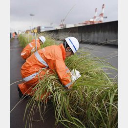 名古屋港で行われるヒアリ調査（Ｃ）共同通信社