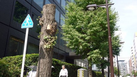 【電柱ゼロ化】 エコ標榜し由緒ある樹木伐採の自己矛盾