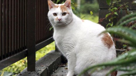 猫ガスバーナー虐待で逮捕 52歳税理士の経歴と強気なワケ