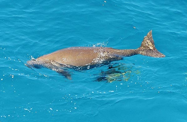 辺野古の海はジュゴンの生息域の北限（Ｃ）共同通信社