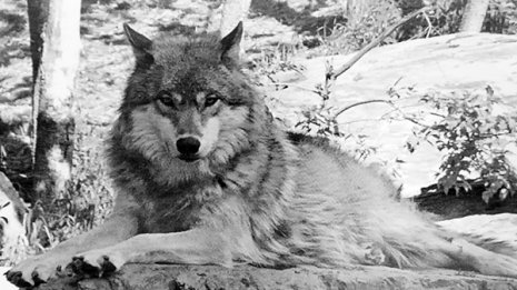 捕獲不正は尻尾で防げても…鳥獣被害対策はイタチごっこ