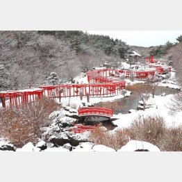 雪景色に映える赤い千本鳥居（提供写真）