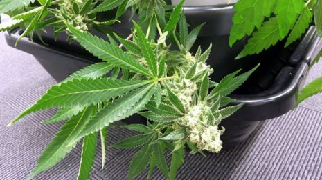 神社は福井で446年の歴史 逮捕された“大麻神主”の過去