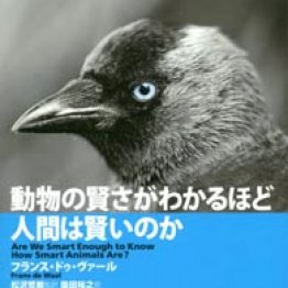 “未来の計画”を立て早起きするチンパンジー