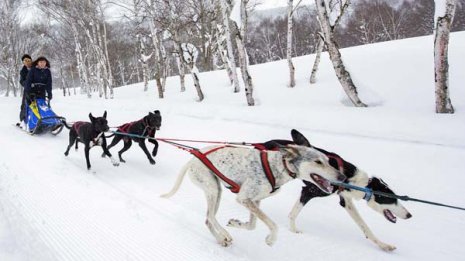 家族で遊ぶ 「水上高原スキーリゾート」で本格犬ぞり体験