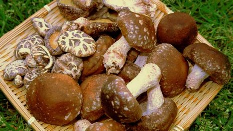 英誌がリスク指摘 食品添加物トレハロースは本当に安全か