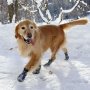 北海道では当たり前 犬の趾間炎は“専用シューズ”で対策