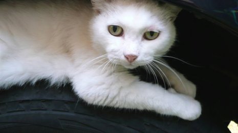 乗車前には「猫バンバン」 エンジンルームでの犠牲を防ぐ