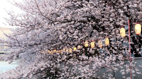 早い開花は株高ジンクス 「OLC」などレジャー関連に注目