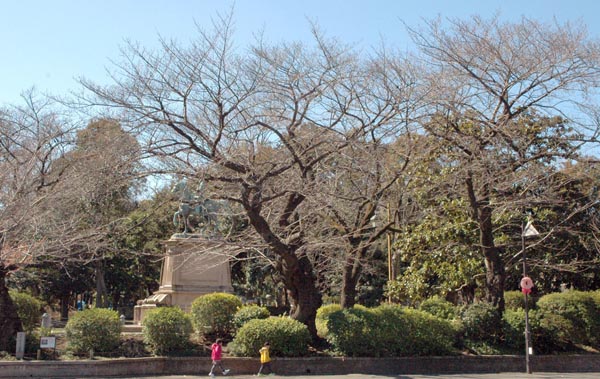 原木の可能性がある上の公園の桜（Ｃ）日刊ゲンダイ