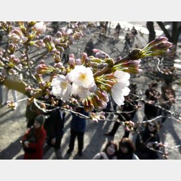 東京・靖国神社境内で開花した標本木のソメイヨシノ（Ｃ）共同通信社