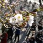 桜の開花宣言「標本木」の基準は何？ 気象庁に聞いた