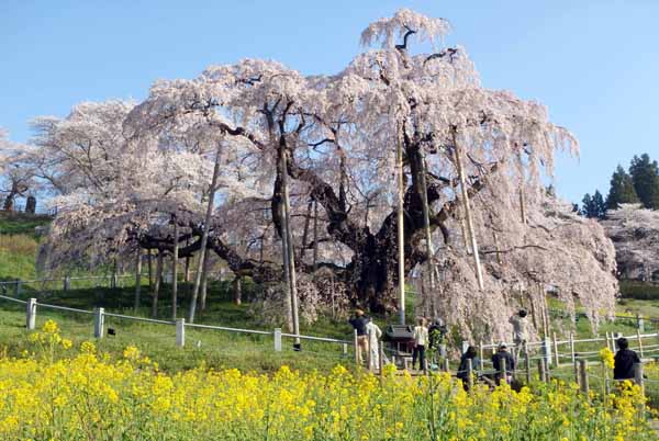 三春・滝桜（提供写真）