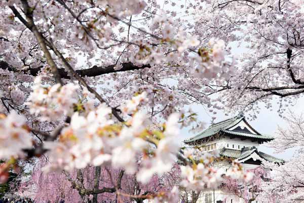 満開の桜と弘前城の天守閣（Ｃ）共同通信社