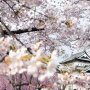 日本の名所100選の3割が 城の周りに桜の名所が多い理由