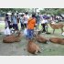 奈良公園の鹿と観光客（Ｃ）日刊ゲンダイ