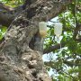 樹齢800年 シロアリ被害のインドの巨木救った「点滴注射」