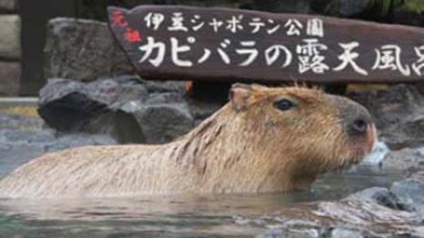 GWはレジャー関連が熱い 「伊豆シャボテンリゾート」に注目