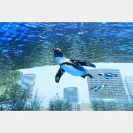 天空を泳ぐペンギン（提供写真）