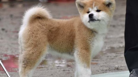 日露外交のアピールか 秋田犬の贈呈式に安倍首相出席の怪