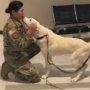 感動の再会…イラクの野良犬と米軍女性兵士の切れない絆