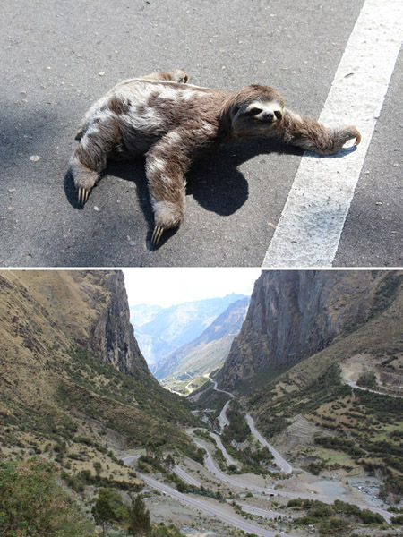 道路を横断するナマケモノ（上）とペルーの絶景（本人提供）