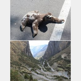 道路を横断するナマケモノ（上）とペルーの絶景（本人提供）