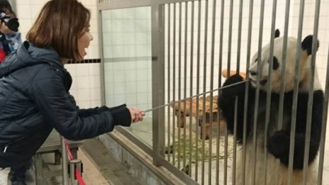 話題の和歌山・南紀白浜 パンダと古代の痕跡に魅せられる