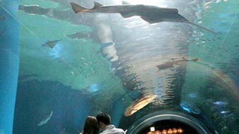 小判ザメ戦法が有効なIoT関連 「ぷらっとホーム」が急浮上