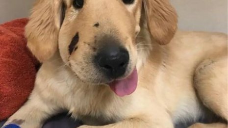 ガラガラヘビから飼い主を守り顔をかまれた子犬の“面構え”