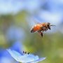 日本の農家が好んで使う “ミツバチ大量死”農薬の危険性