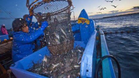 魚群探知機の大手「古野電気」好決算で株価急騰も割安水準