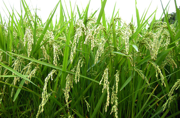 コメや麦の種を守る「種子法」が廃止された（Ｃ）日刊ゲンダイ