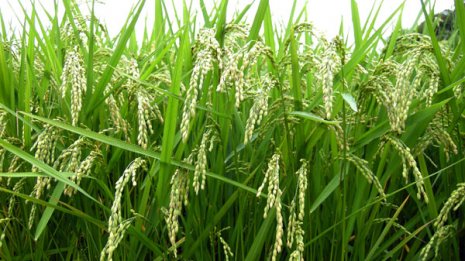 【種子法廃止】 「グローバル種子企業」が日本を植民地化