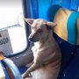 「最もかわいいバスの乗客」は野良犬 南米チリで話題沸騰