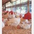 鶏肉も鶏卵も無投薬（秋川牧園提供）