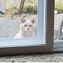 「裏庭の野良猫に餌を与えて」前の家主に託された女性は…