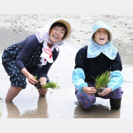 自動車利権を守るため食が犠牲に（ケネディ前駐日大使と田植えをする昭恵夫人）／（Ｃ）共同通信社