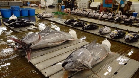 TSUKIJIのような魅力はゼロ 新市場は世界中の物笑いになる